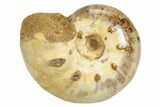 Jurassic Ammonite Fossil - Sakaraha, Madagascar #251293-1